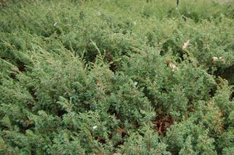 Juniperus indica (18/02/2012, Kew, London)