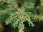 Plant Week: Juniperus Indica