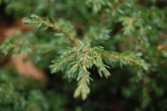 Juniperus indica detail (18/02/2012, Kew, London)