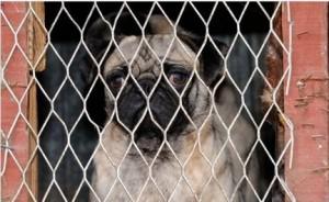 Ireland Sets the Bar to Ban All Puppy Mills