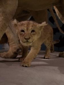NMS, National Museum of Scotland, lion cub, Lent, 40 Days of photos