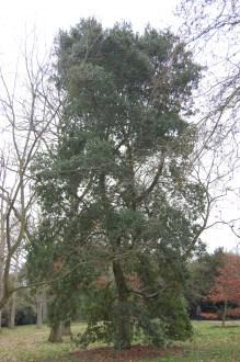 Quercus agrifolia (18/02/2012, Kew, London)
