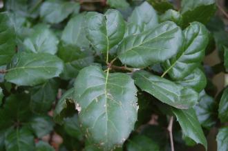 Quercus agrifolia Leaf (18/02/2012, Kew, London)