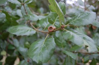 Quercus agrifolia acorn (18/02/2012, Kew, London)