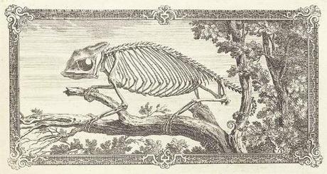 Drawings from the age of exploration - odd takes on strange beasts | The Public Domain Review
