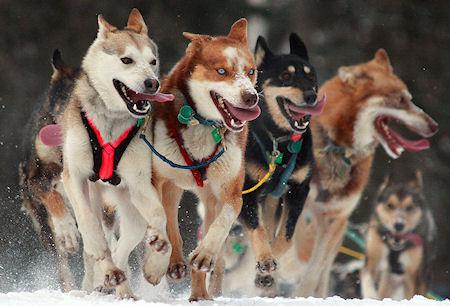 The Dogs Of Iditarod