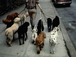 Dog walking the neighborhood!: image via animalplanet.com