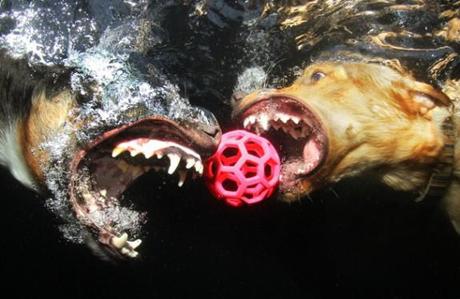 “Sharing is Caring.” A Border Collie and a yellow Labrador Retriever simultaneously pursue a ball underwater: Photo by Seth Casteel/TandemStock.com, via washingtonpost.com