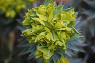 Euphorbia pontica detail (18/02/2012, Kew, London)