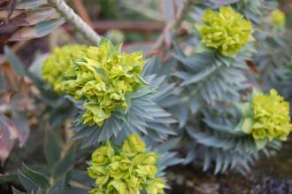 Euphorbia pontica (18/02/2012, Kew, London)