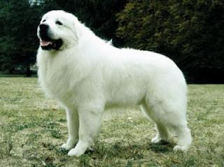 My day with the Great Pyreneeses