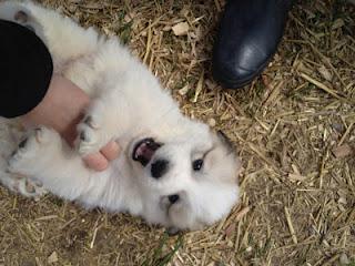 My day with the Great Pyreneeses