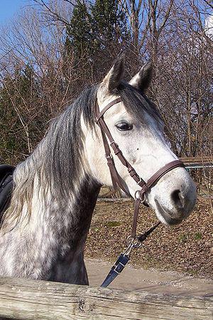 One type of cross-under bitless bridle. Reins ...