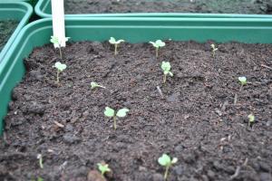 Cabbages and brussels