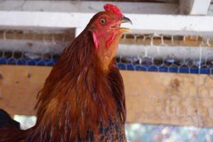 Lesson 508  – how you can tell you’ve got a rooster