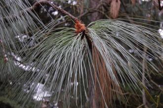 Pinus engelmannii detail (18/02/2012, Kew, London)