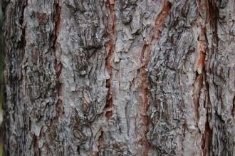 Pinus engelmannii bark (18/02/2012, Kew, London)