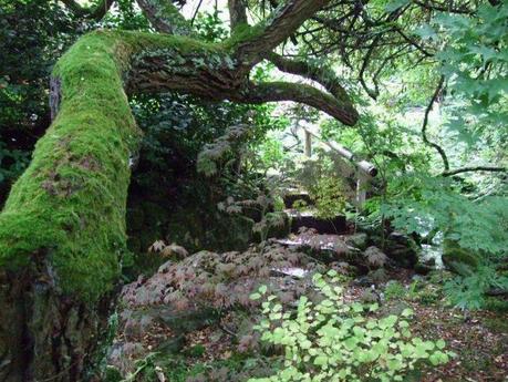 The Japanese Garden - Cornwall