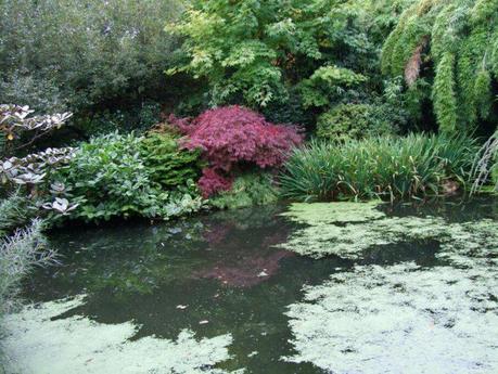 The Japanese Garden - Cornwall