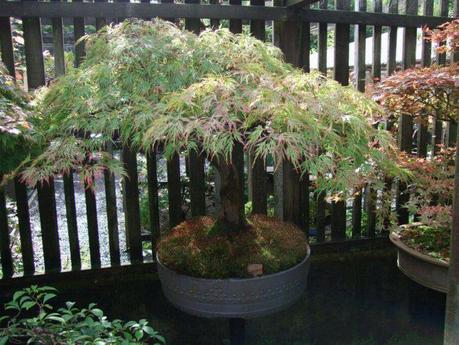 The Japanese Garden - Cornwall