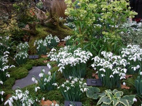 RHS Plant and Design Show 2012