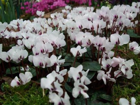 RHS Plant and Design Show 2012