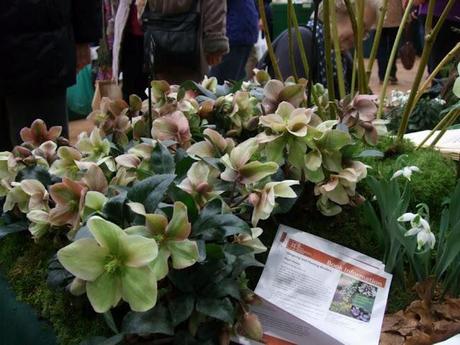 RHS Plant and Design Show 2012