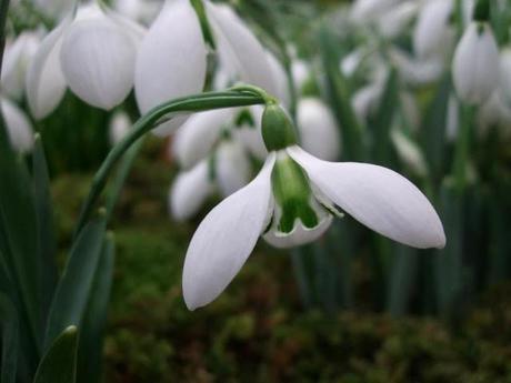 RHS Plant and Design Show 2012