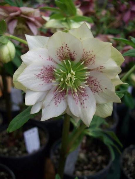 RHS Plant and Design Show 2012