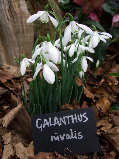 RHS Plant and Design Show 2012