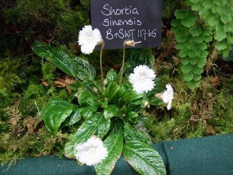 RHS Plant and Design Show 2012
