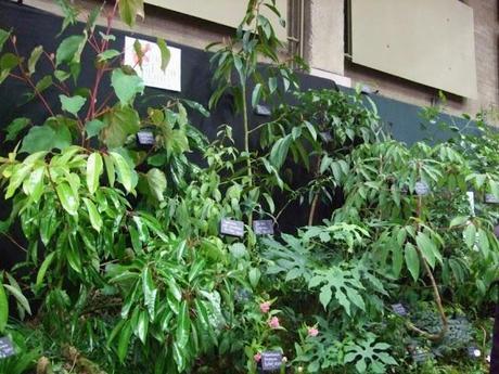RHS Plant and Design Show 2012