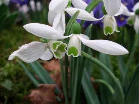 RHS Plant and Design Show 2012