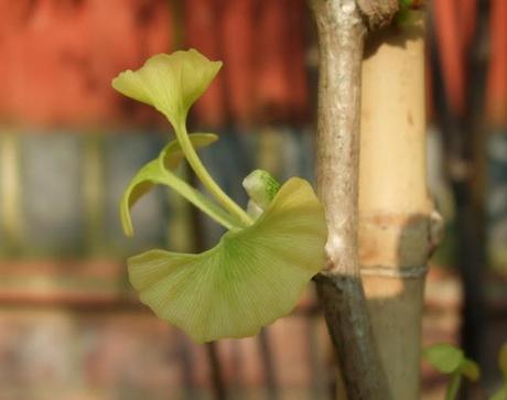 Ginkgos with a Twist