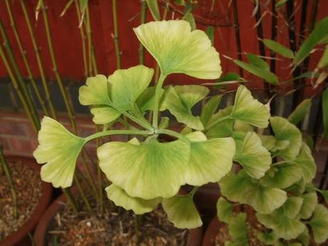 Ginkgos with a Twist