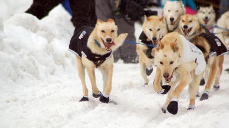 Iditarod 2012: Mandatory Rest for Mushers and Dogs