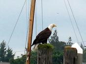 Watching Bald Eagles