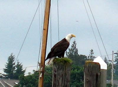 Watching Bald Eagles