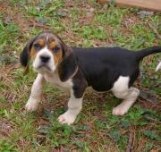 American Coonhound