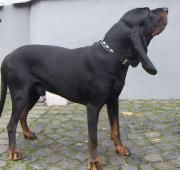 American Coonhound