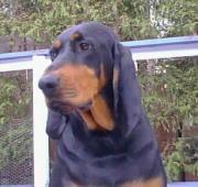 American Coonhound