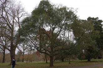 Quercus canariensis (18/02/2012, Kew, London)