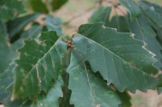 Quercus canariensis leaf (18/02/2012, Kew, London)