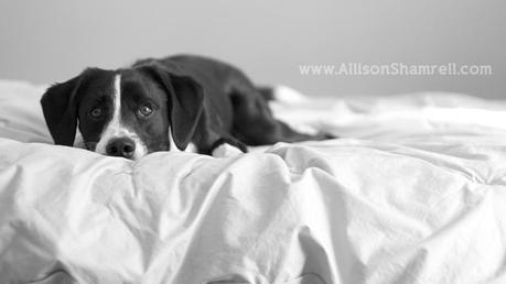 A border collie/labrador mix lays on a bed with a mischievous look on his face; an excellent example of great pet photography with a relaxed subject.