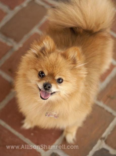 A pomeranian looks up at the camera and smiles; an excellent example of great pet photography with a happy subject.