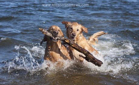 Two golden retrievers jump through the water with a big stick; an excellent example of great pet photography with comfortable subjects.