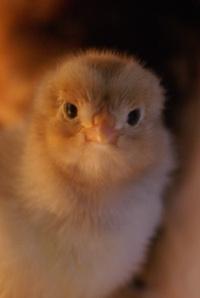 Lesson 509  – Sexing a day old chick by its wings