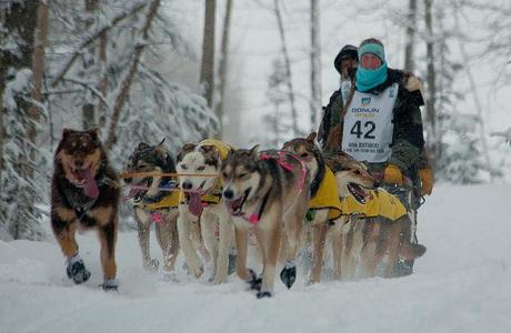 Iditarod 2012: Well Rested Teams on the Move