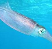 Squid Squid