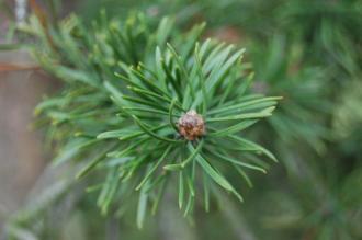 Pinus banksiana detail (18,02,2012, Kew, London)